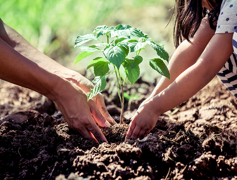 Nova Foundation - Tree Plantation